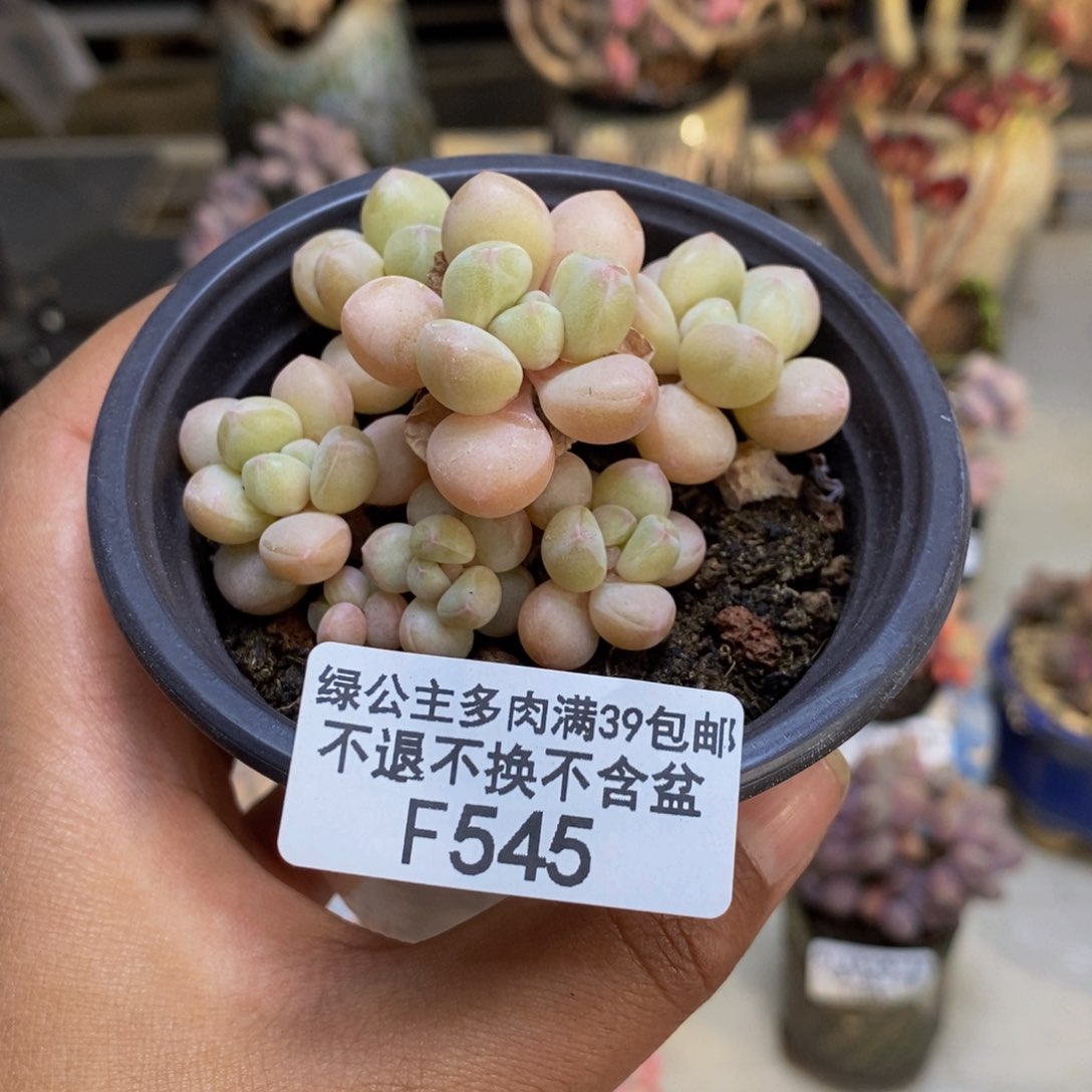 545萤火虫多肉6c m