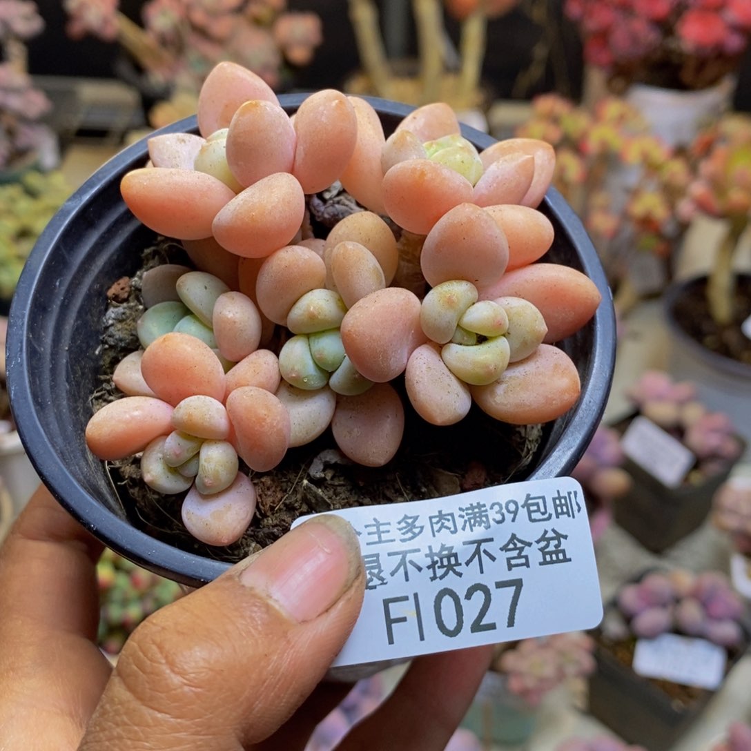 027橘子香水多肉6c m