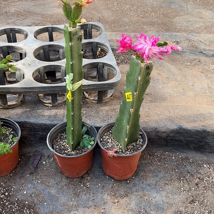 447+448嫁接蟹爪兰：028+妹妹