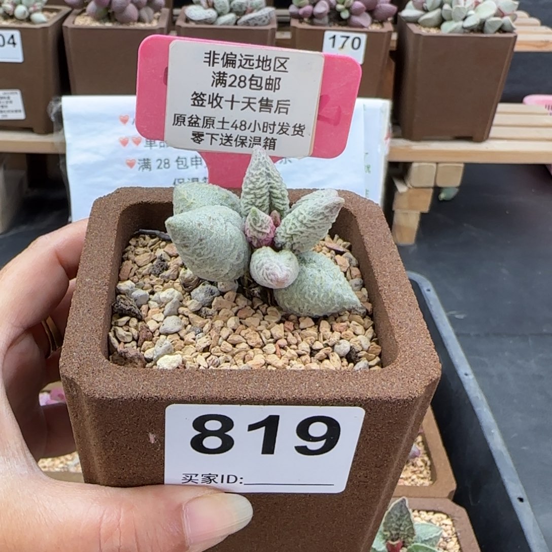 819倒刺冰淇淋多肉植物