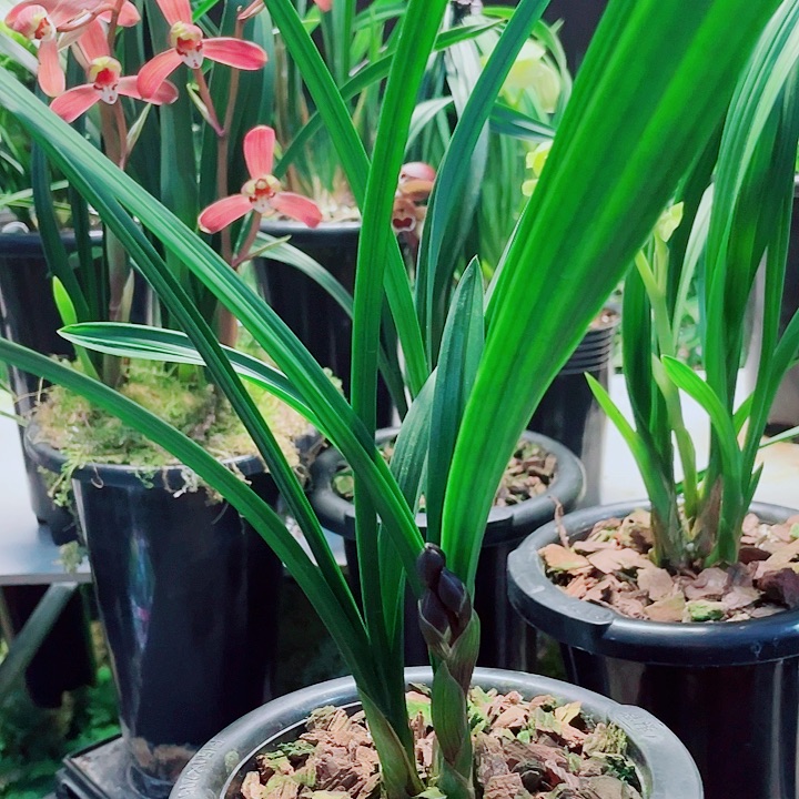 笑***宝完全开放一物一漂亮