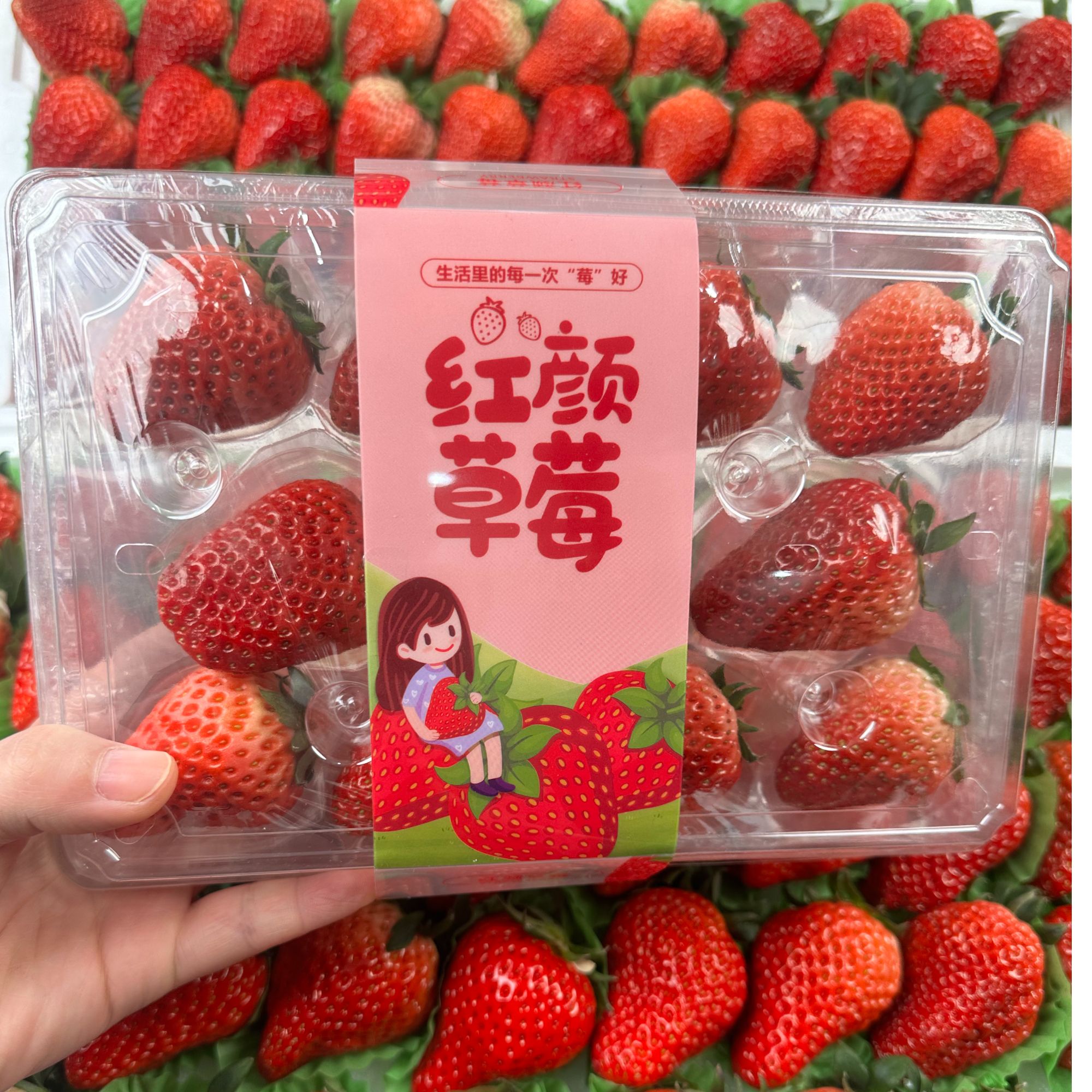 【当天发次日达】红颜99草莓 