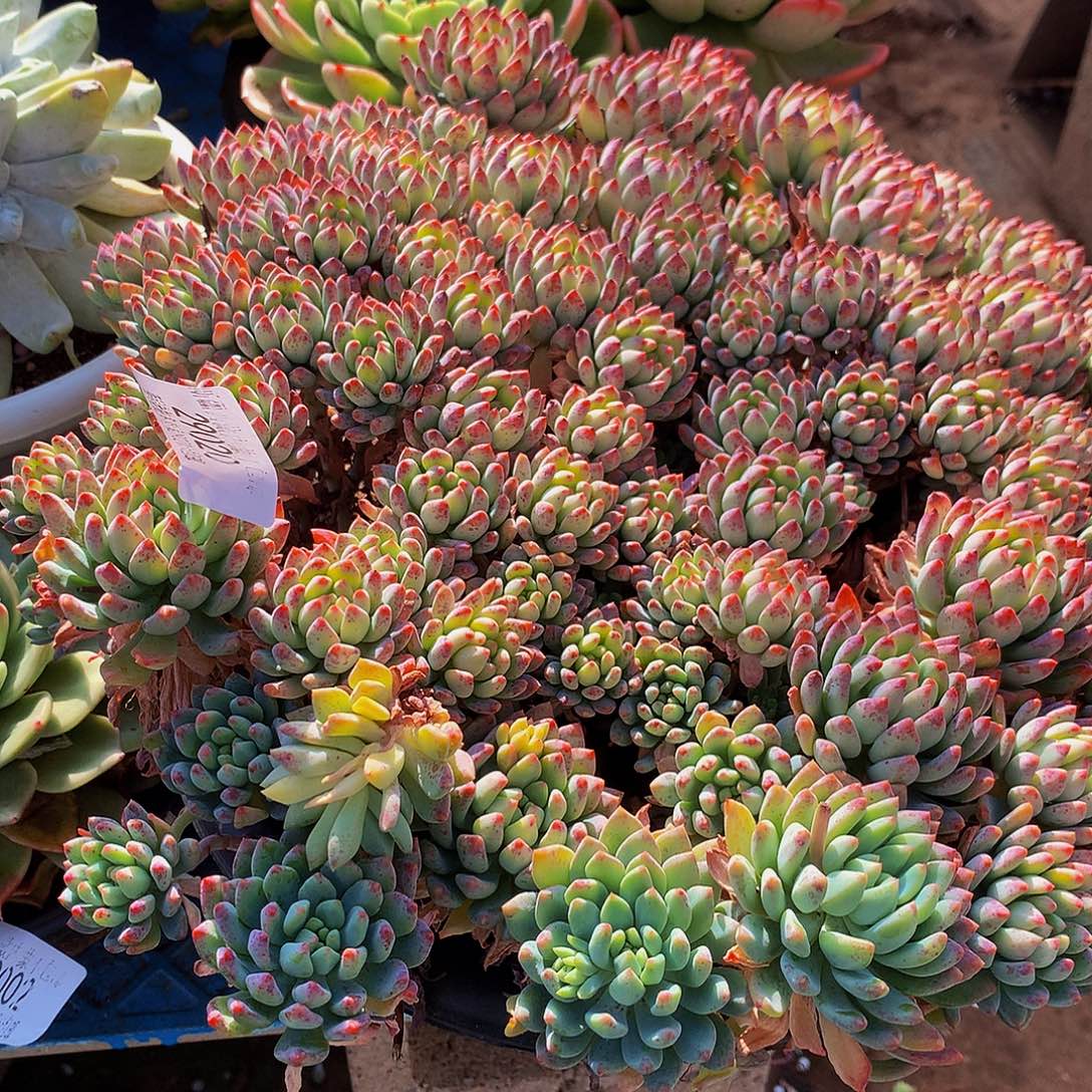 刘***里蓝苹果29020吨肉多肉