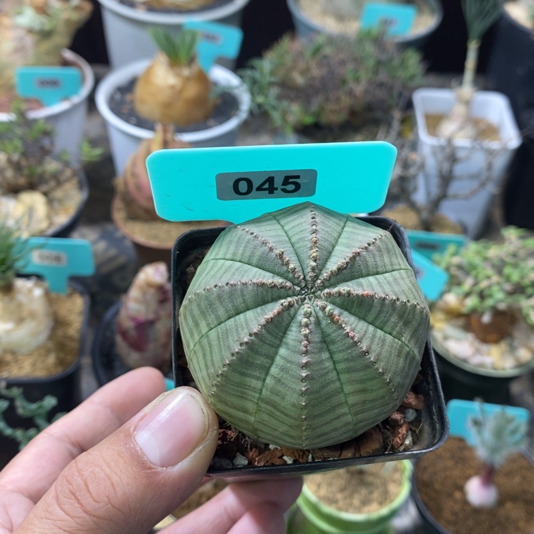 布紋球多肉植物一个