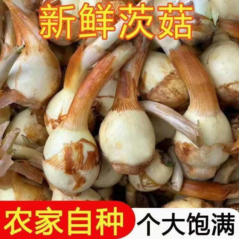 广西新鲜现挖白慈姑粉糯口感的新鲜蔬菜