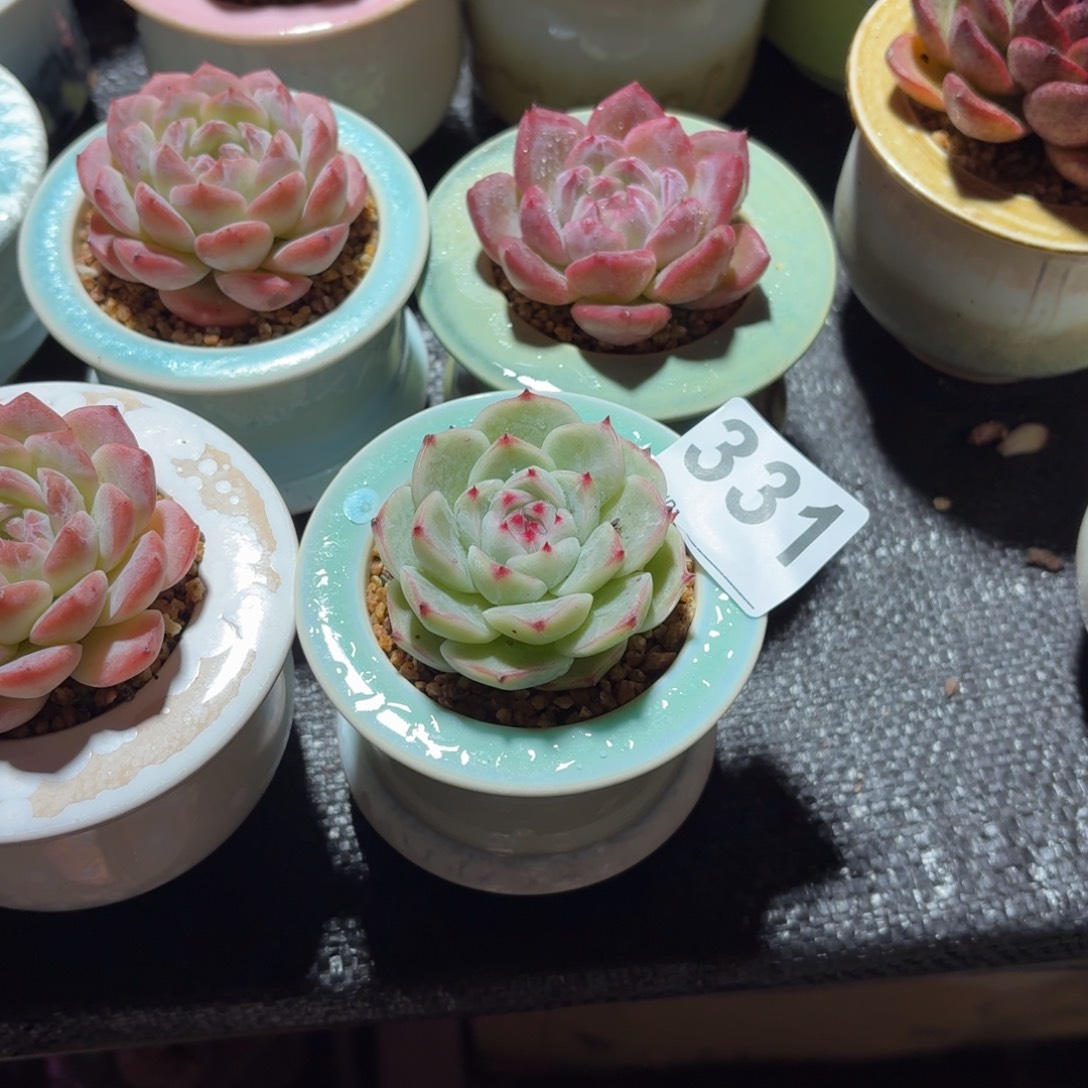 束***星多肉杂交带盆发货331