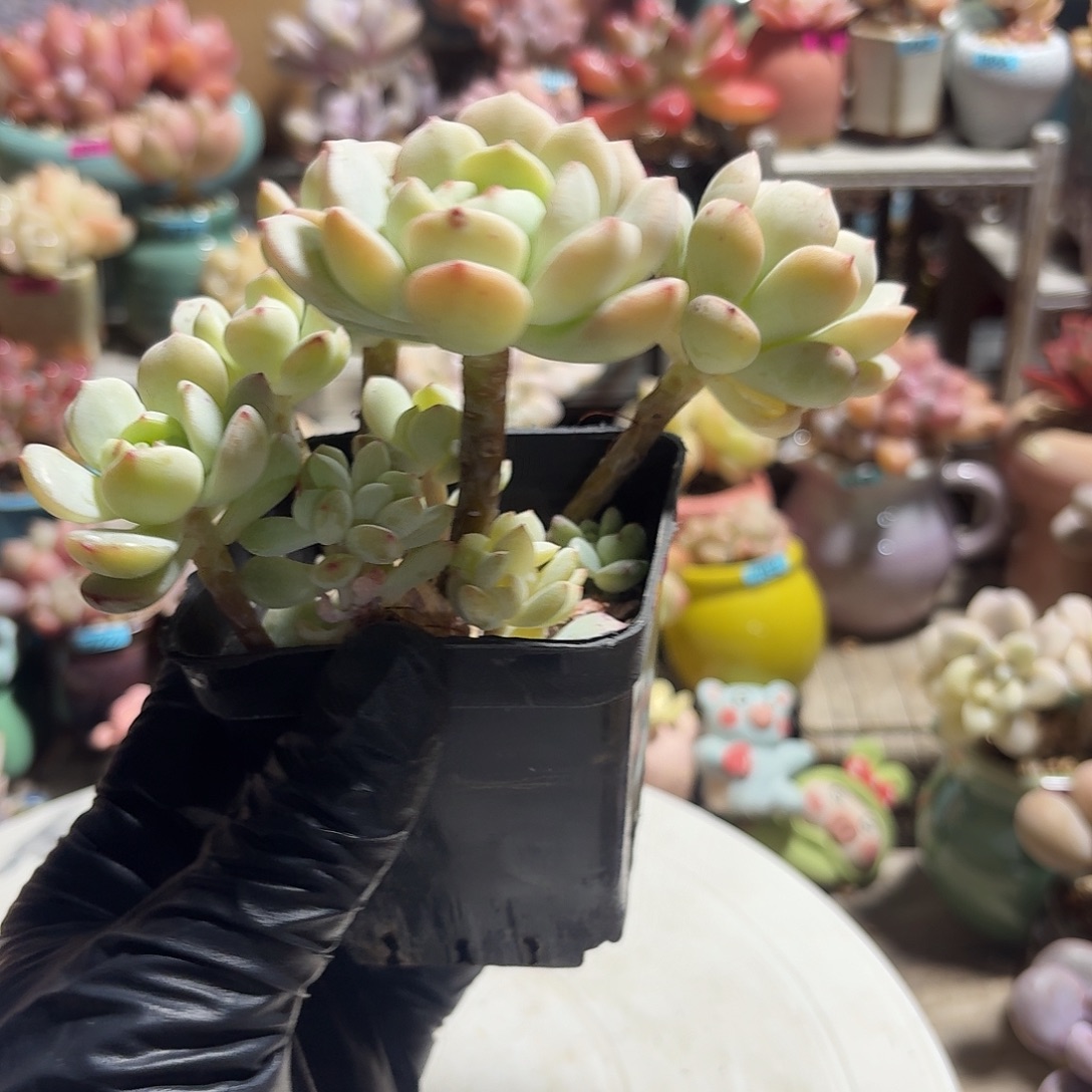 一***香一物一拍编号122 