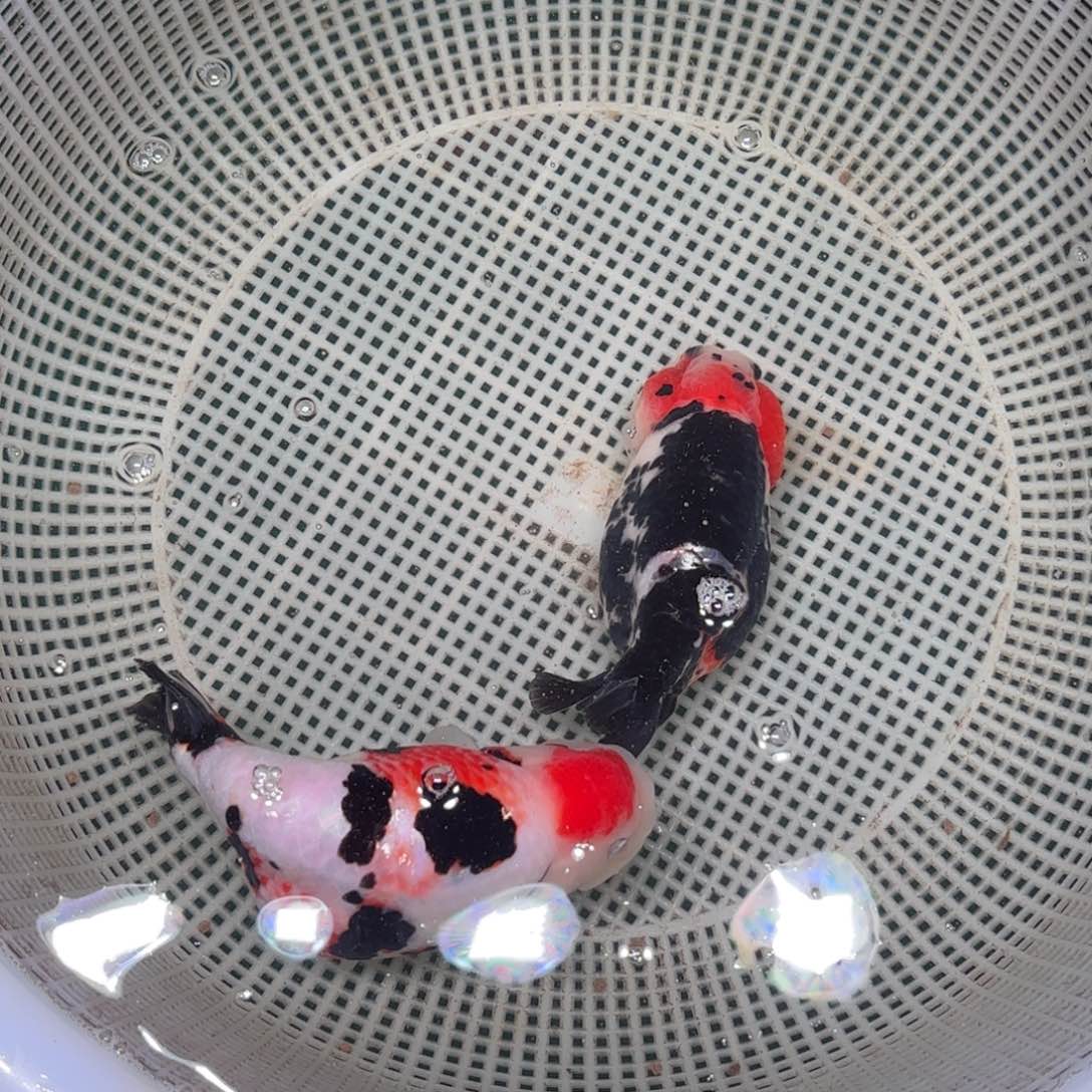 七***狼金鱼两条包邮顺丰