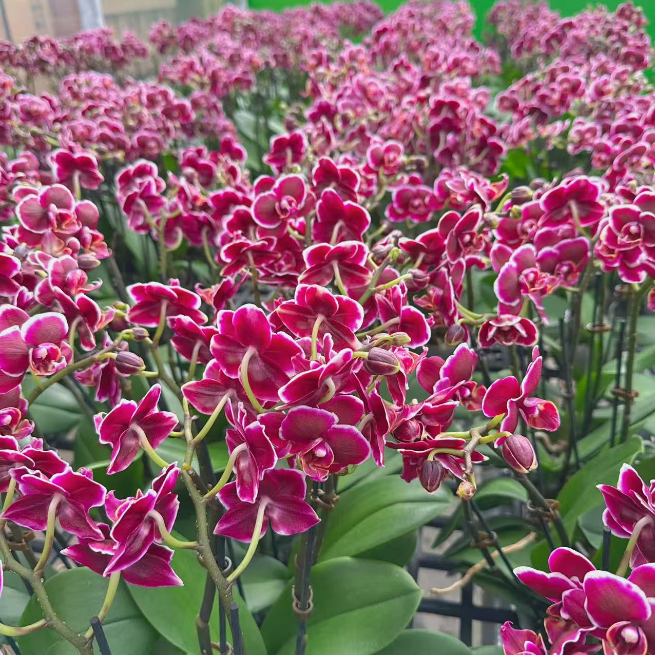 精选蝴蝶兰【三和小王子】稀缺黑色蜡质 室内花卉绿植盆栽 基地直发