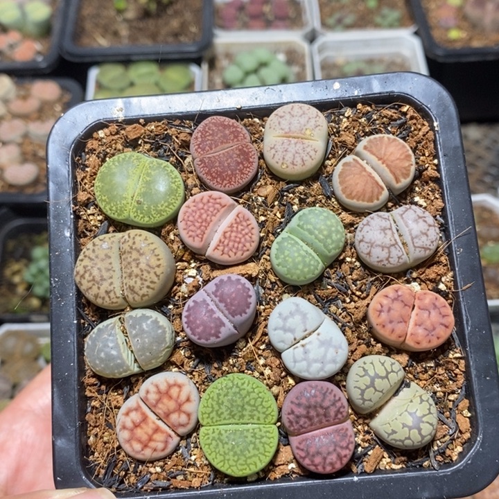 优选漂亮彩套特价