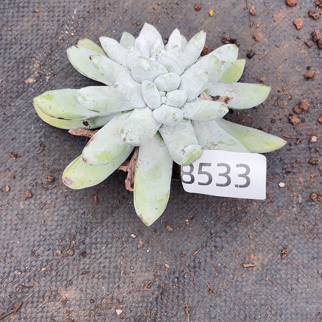 洲特价不售后拇指8533