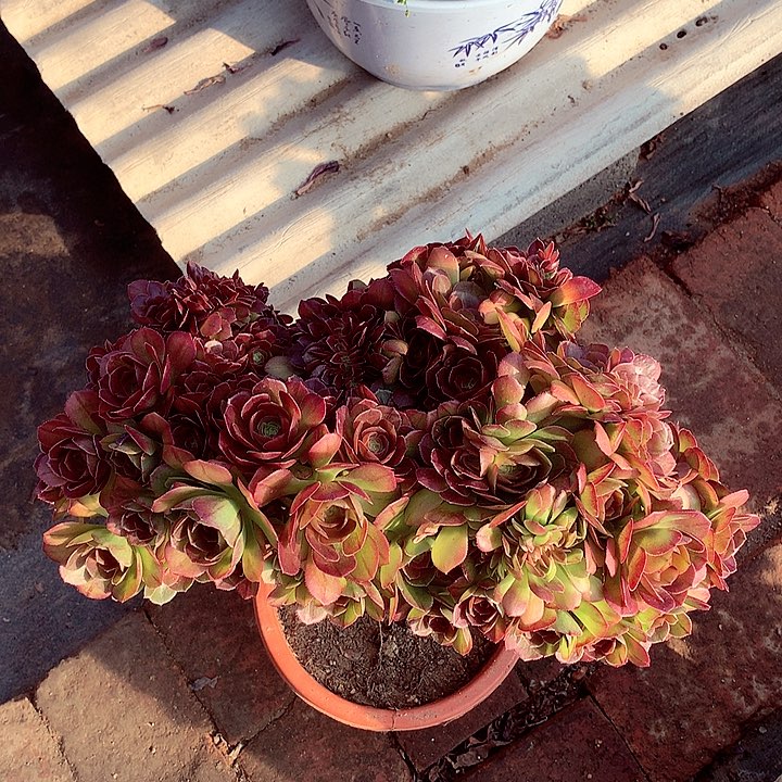 万缀朵朵，多肉植物