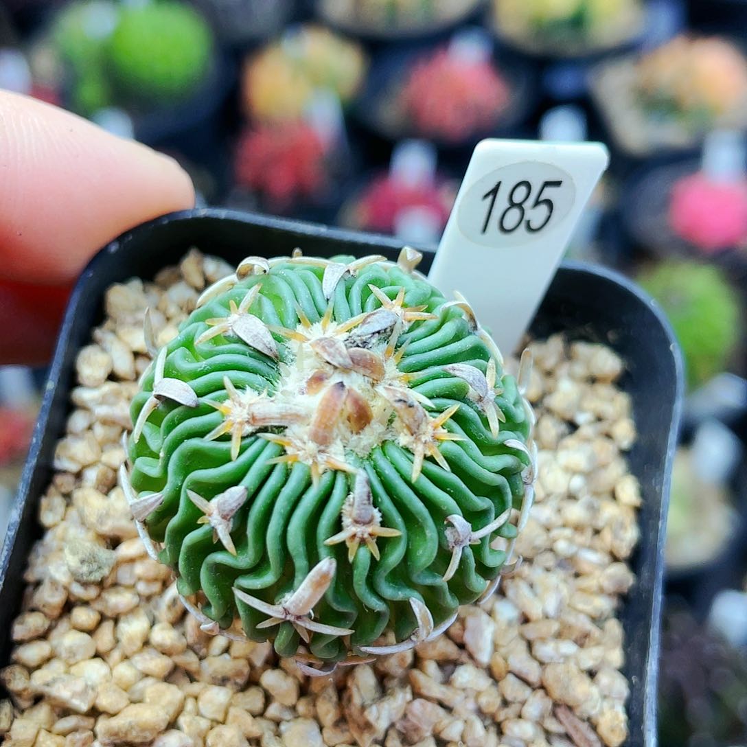 太刀岚非偏远地区满25发货仙人球