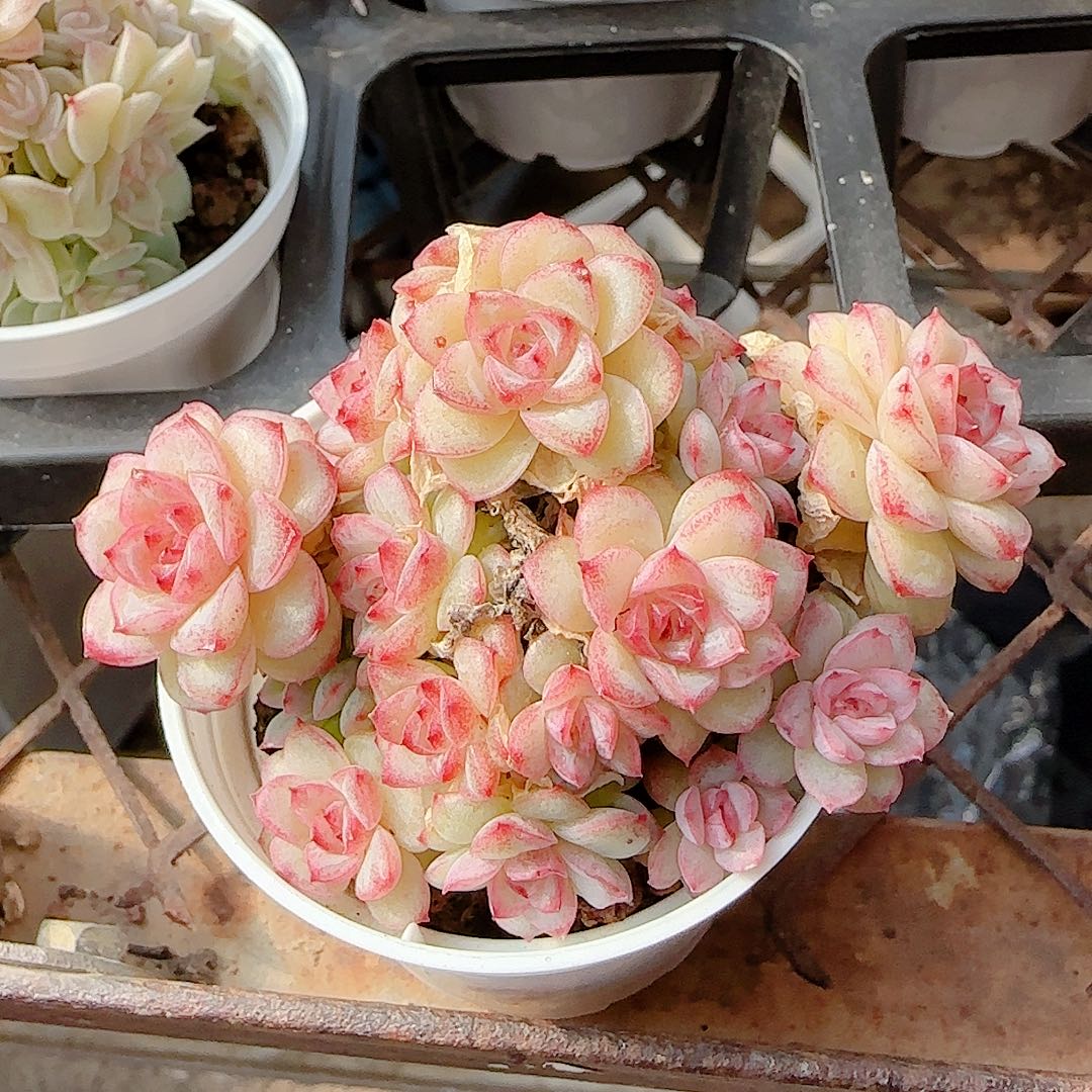 0103-77（ttp-5）优选