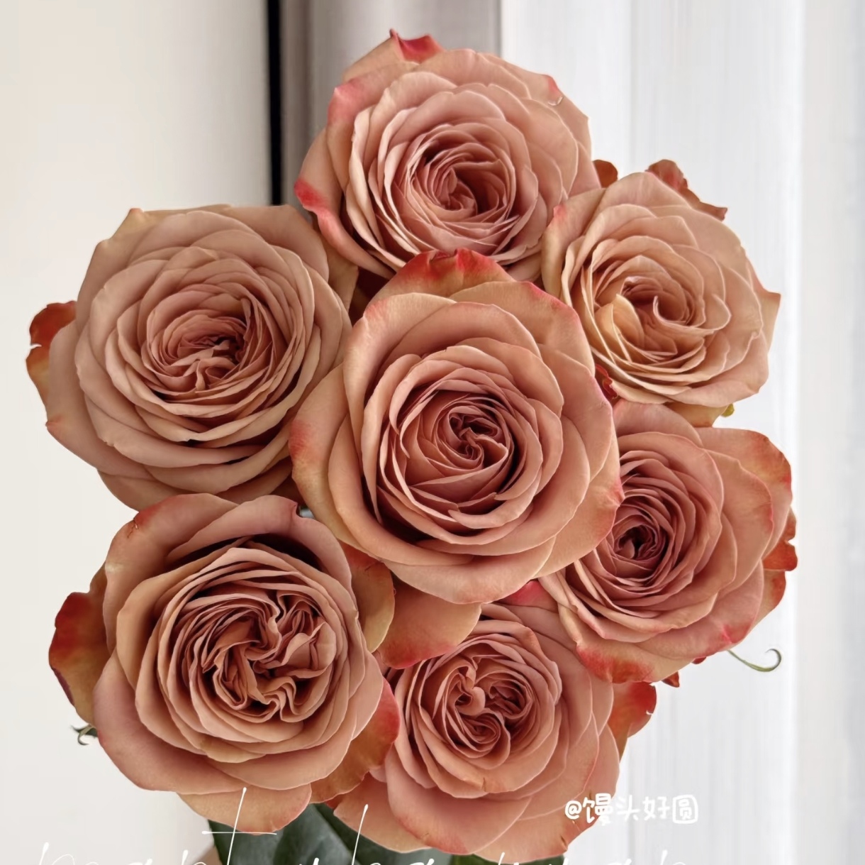 【卡布奇诺】高品质全店两单顺丰冷链包邮家居鲜花养护