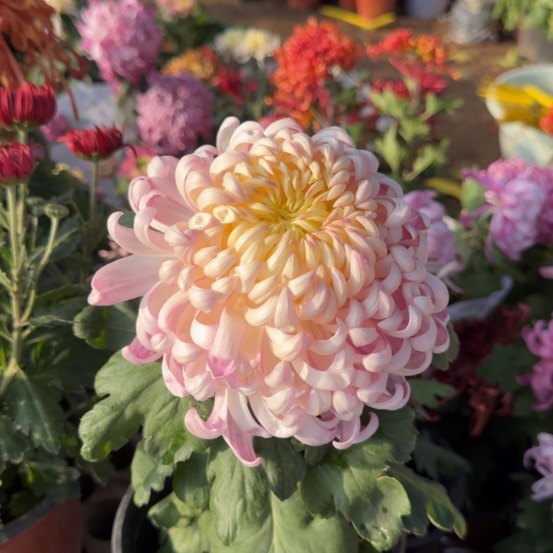 完全开放圣者独本