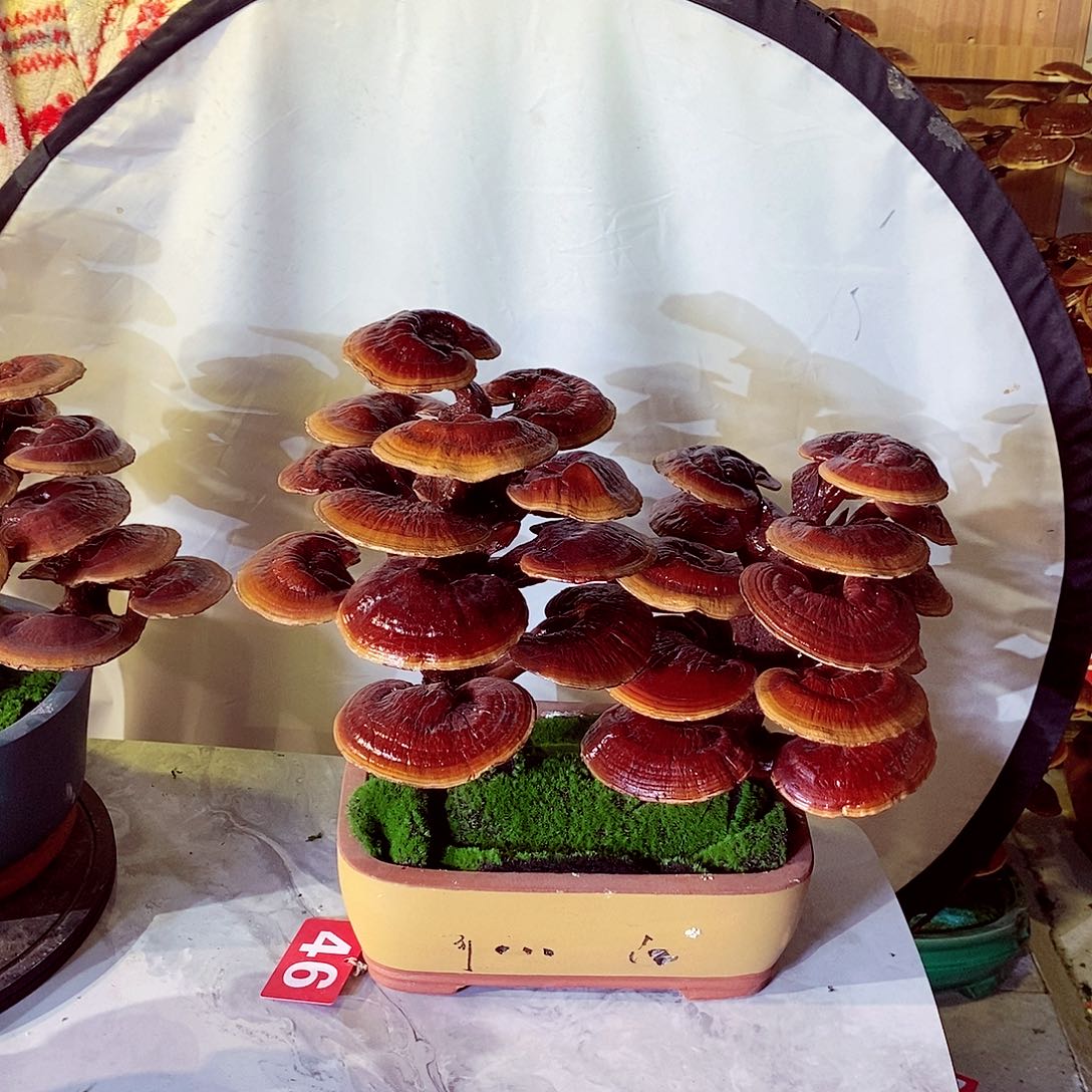 w***a无花朵发财树发财树发财树