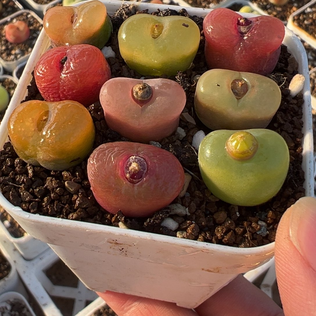 9棵母本毛桃带盆多肉