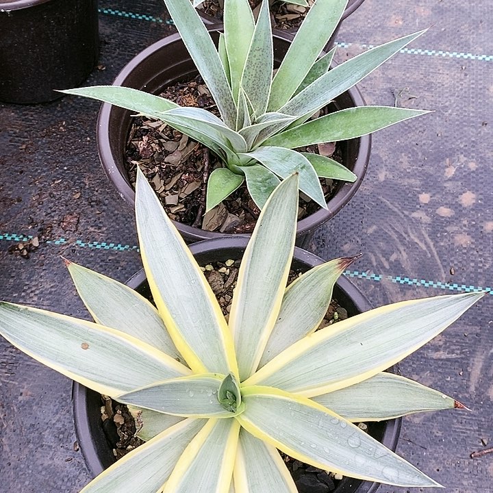 【闪购商品】无花朵嫣*龙舌兰银河旅人