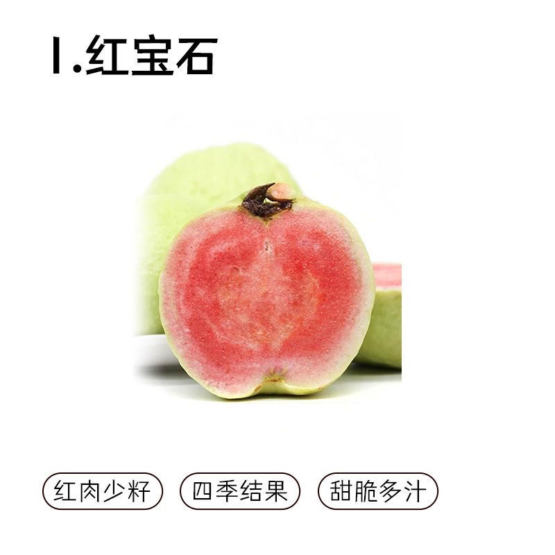 红宝石四季芭乐果树苗  顺丰包邮