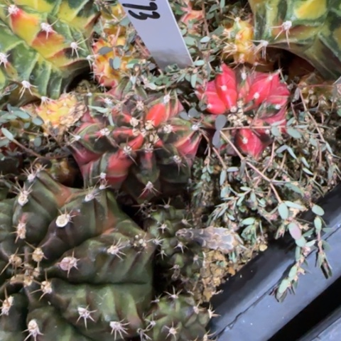 73-0112侧芽泰国发货多肉