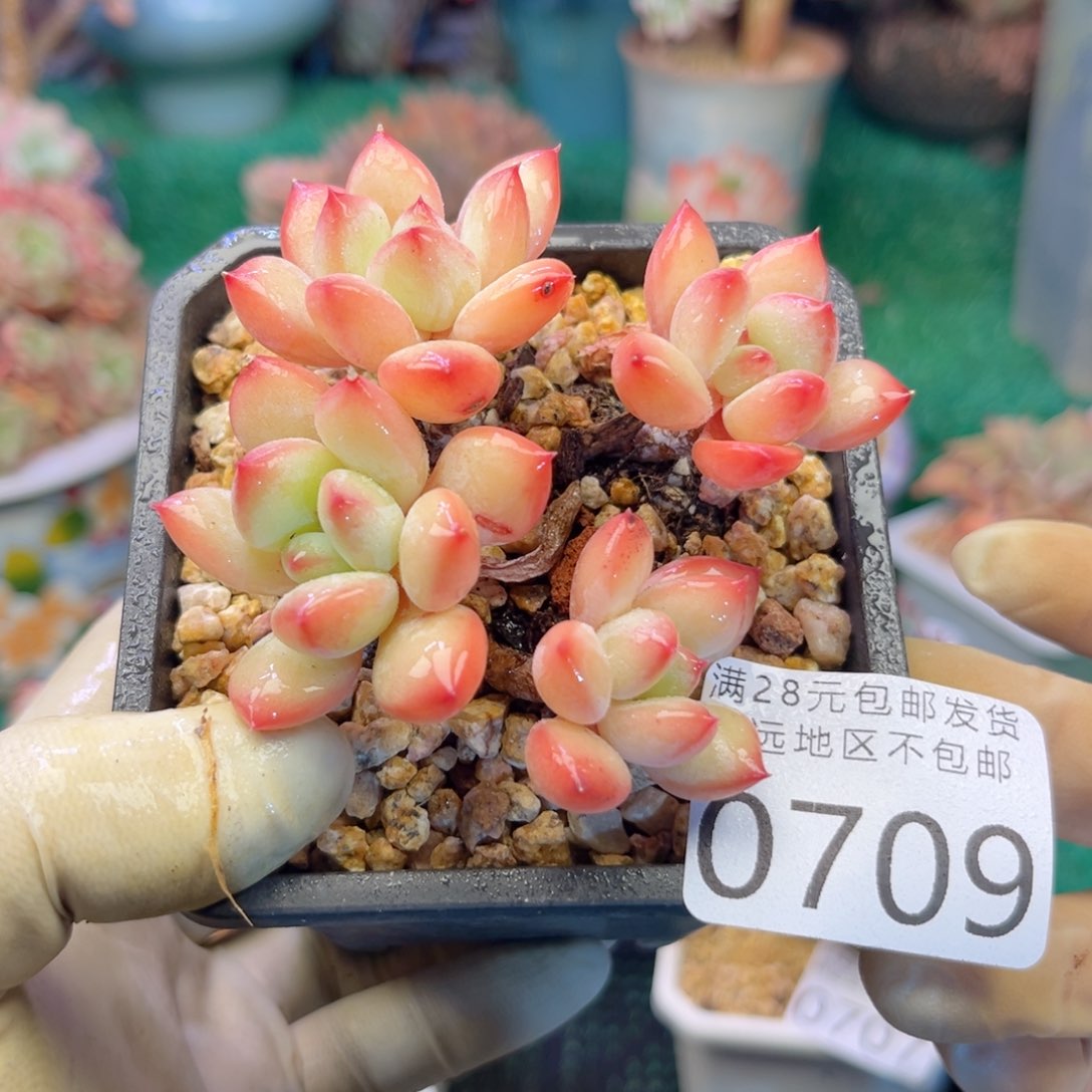 大0709；h x b x b v n n