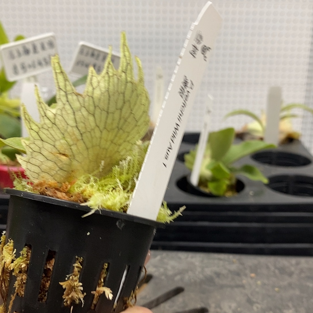 无花朵奥银鹿角蕨