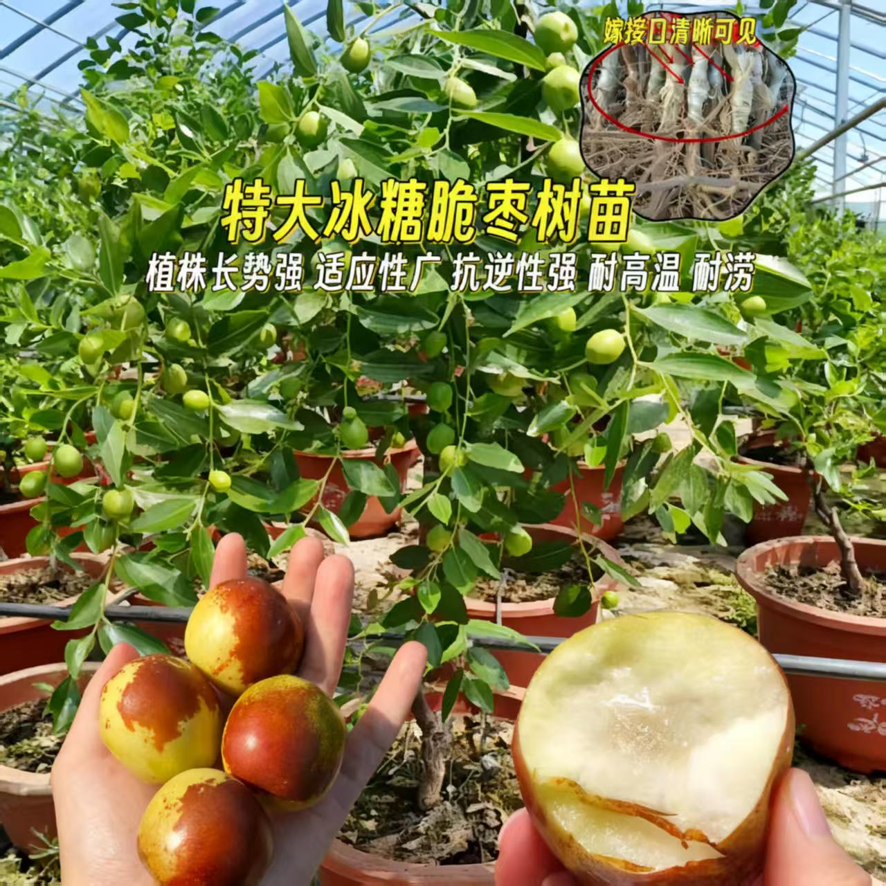 正宗对版嫁接三代冰糖脆枣树丰产抗寒好南北方种植