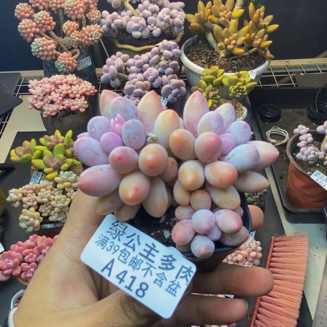 418香水手指奶多肉5c m