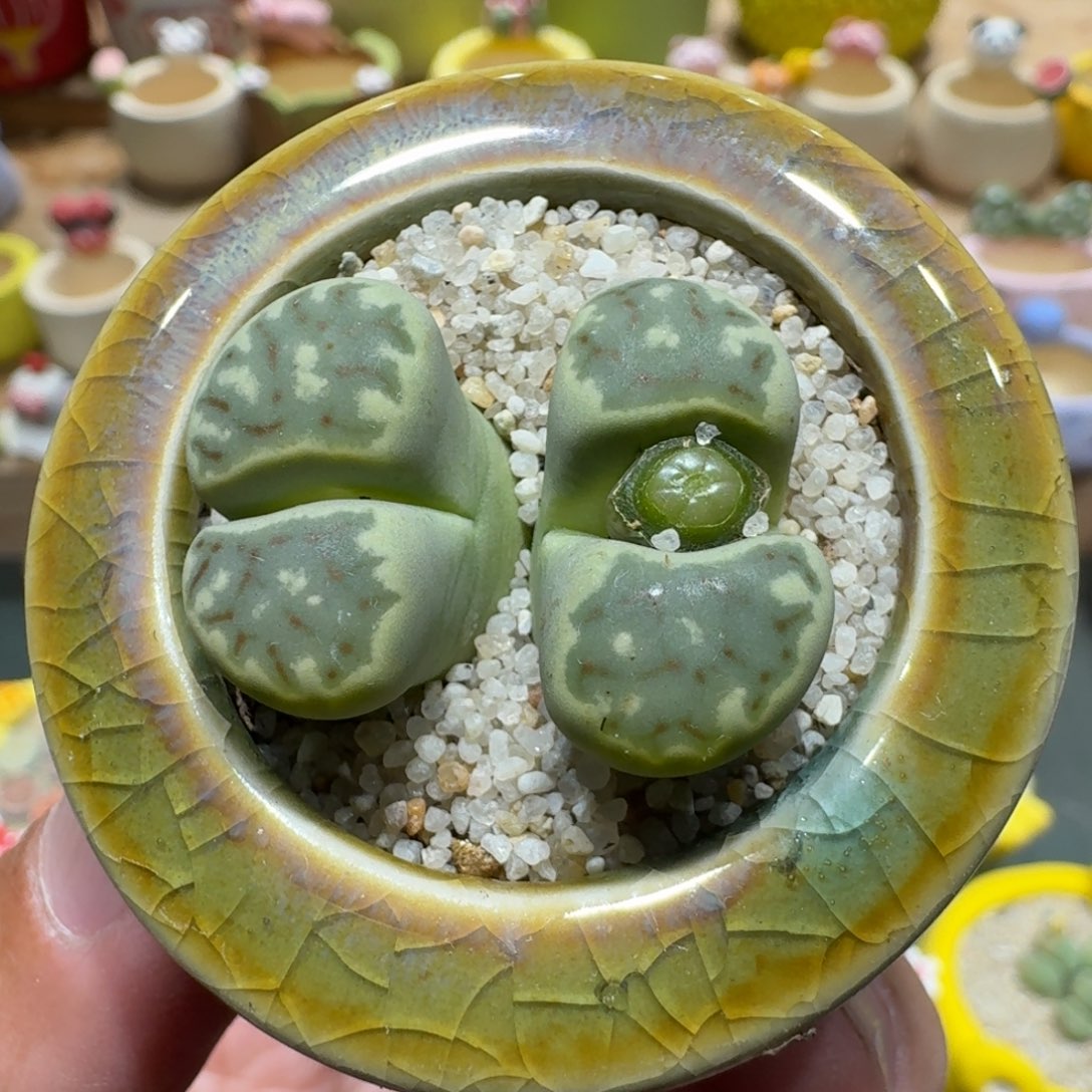 蘑菇1426丽虹多肉植物