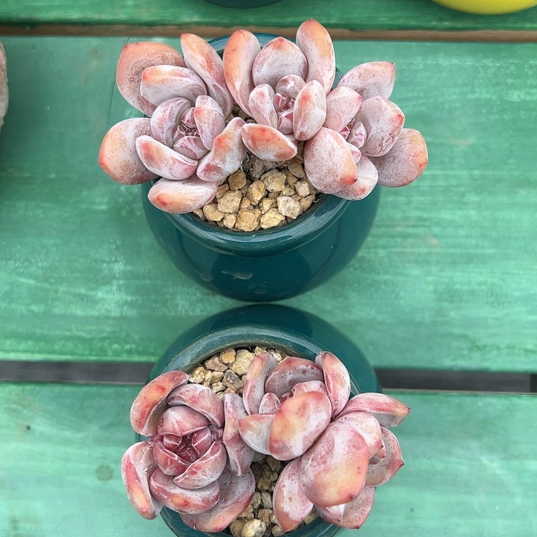 xnbjvjvjhhghhhhghghghhj