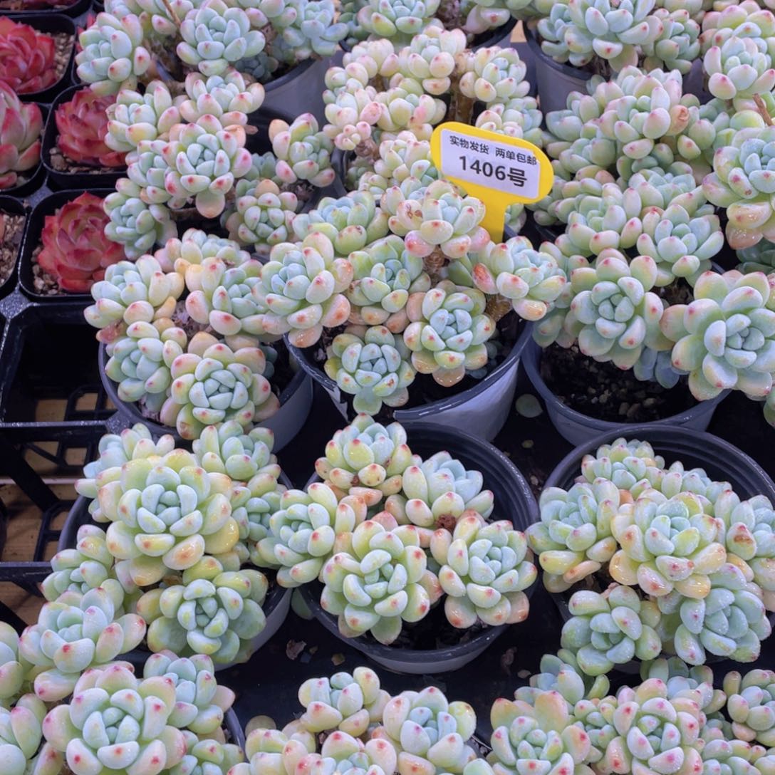 1406号 老桩劳尔罗琦大群一个