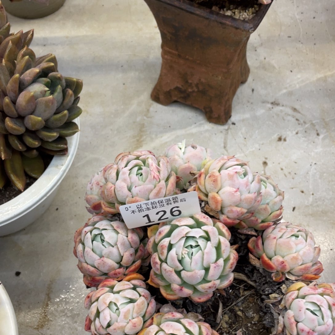 黑大帅多肉126贝瑞