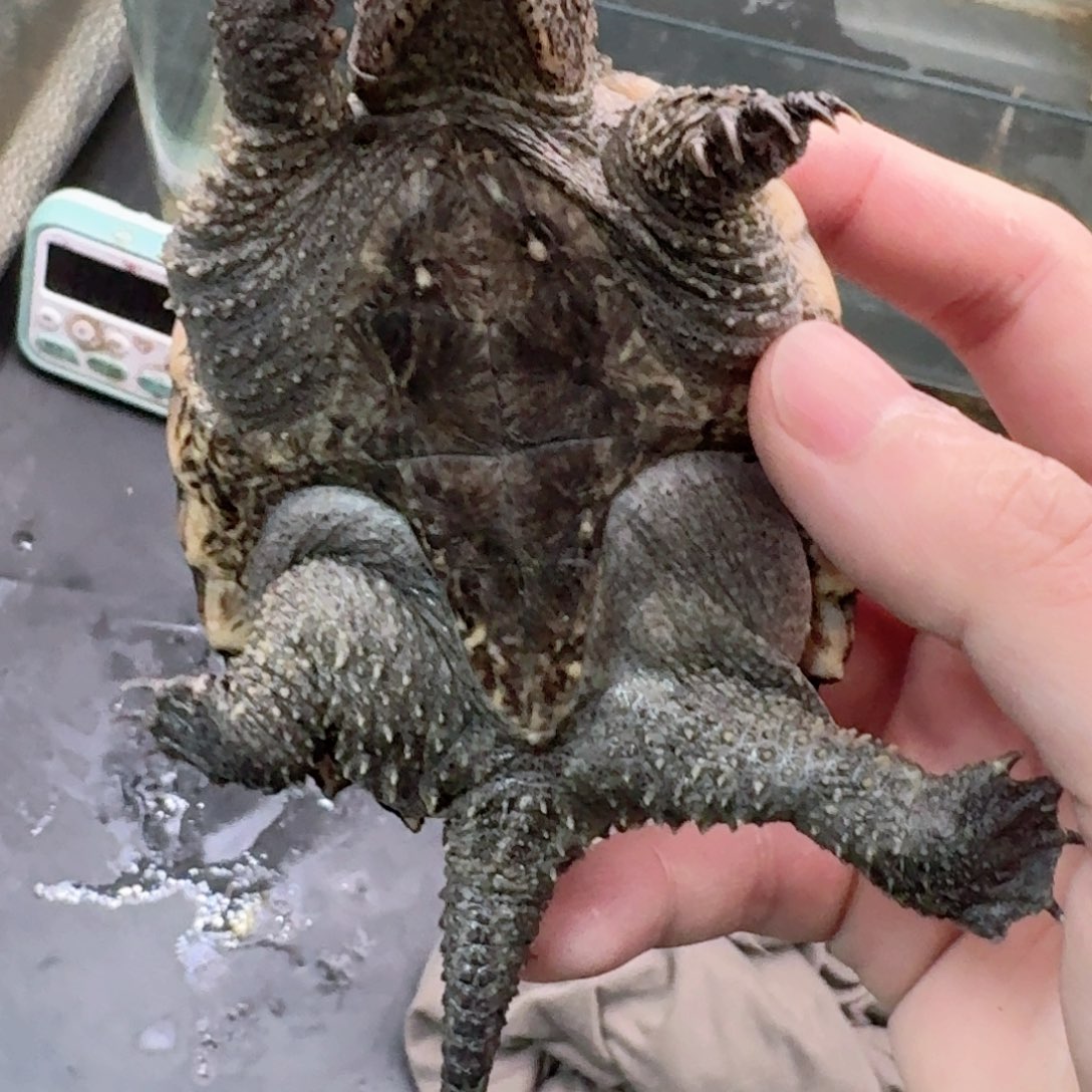 宠物龟不分公母111