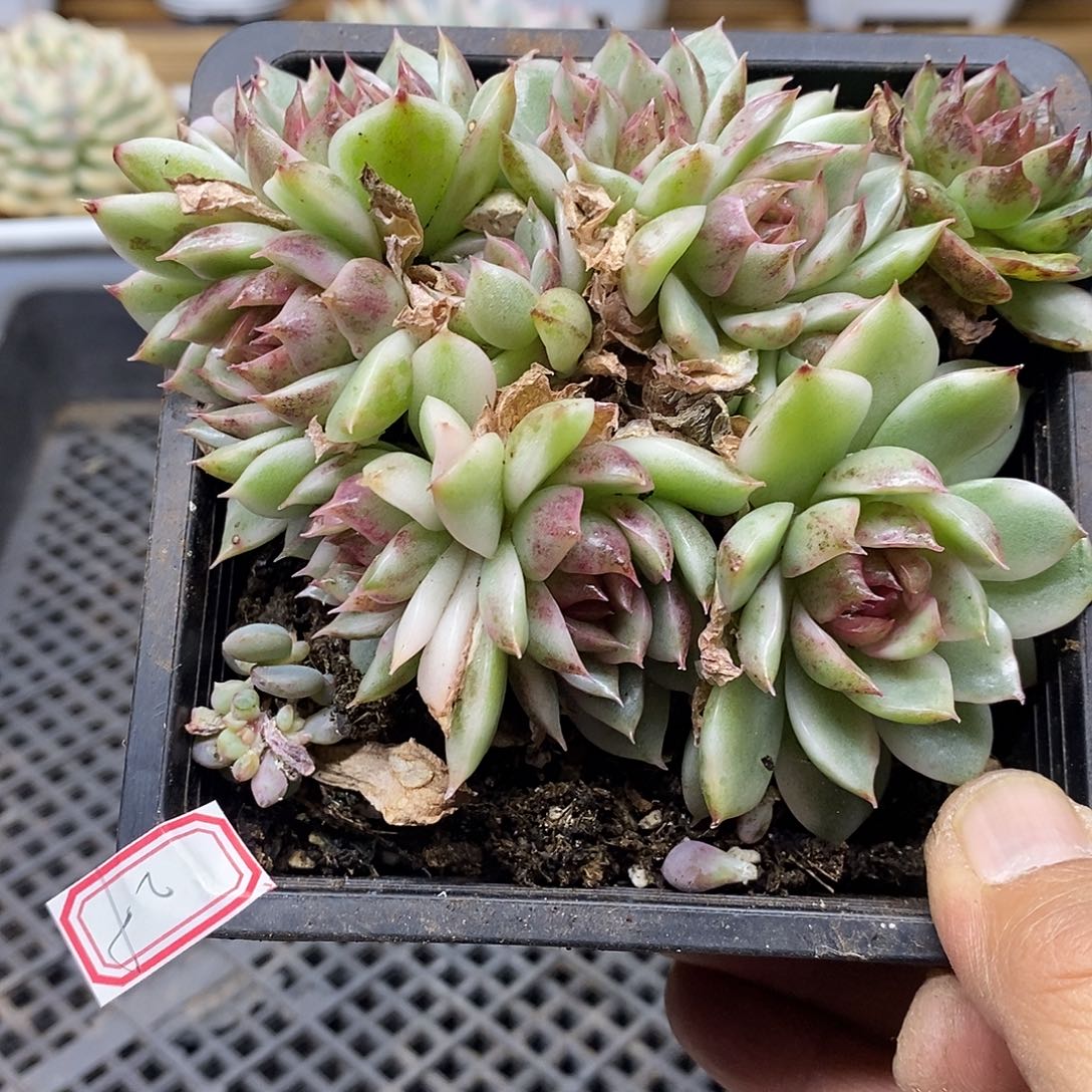 2329 绿水晶覆轮锦 8 头