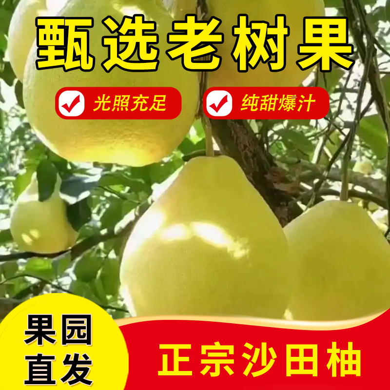 【大果6个】正宗重庆长寿邻封老树沙田柚子应季新鲜纯甜孕妇水果