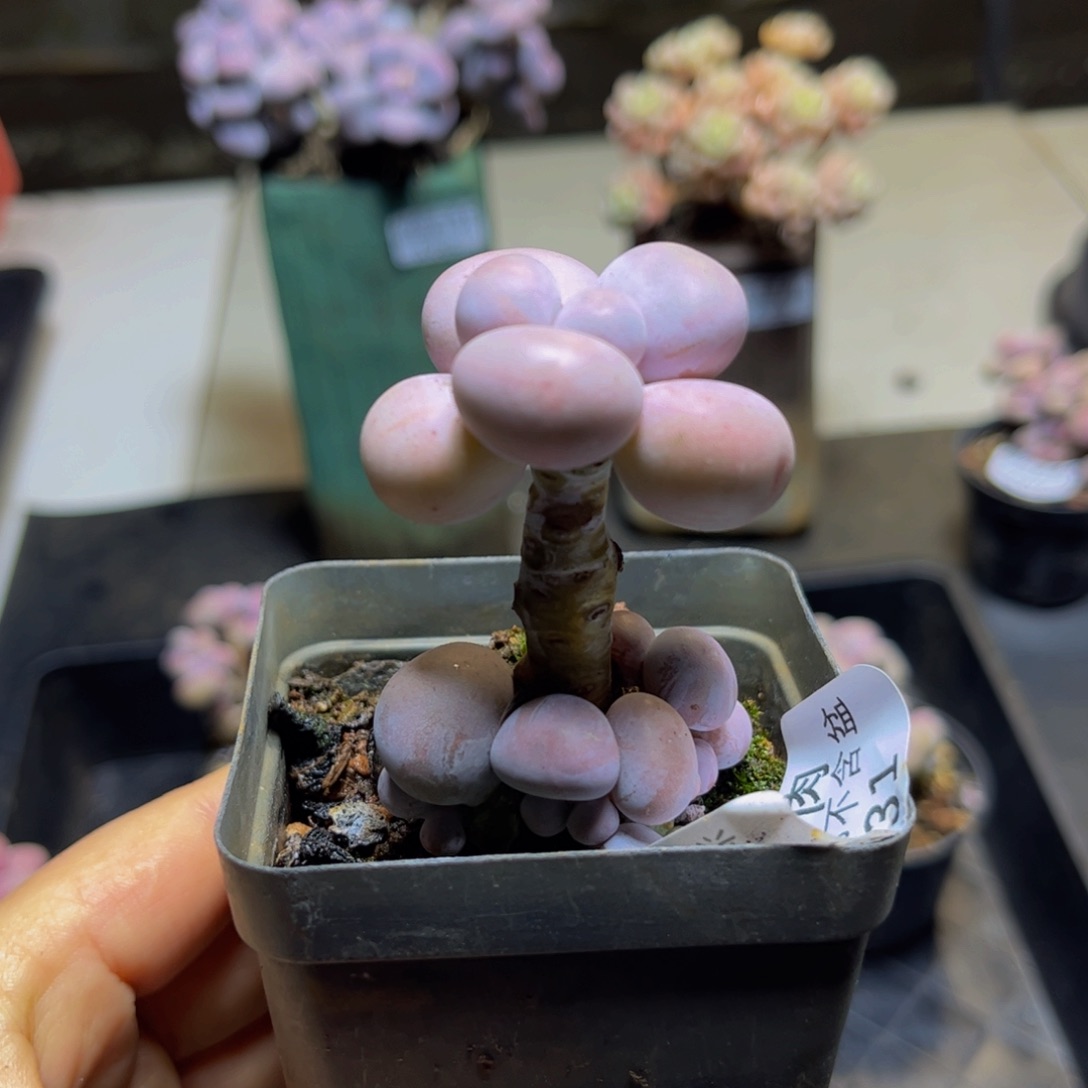 331 芭比奶酪4 厘米