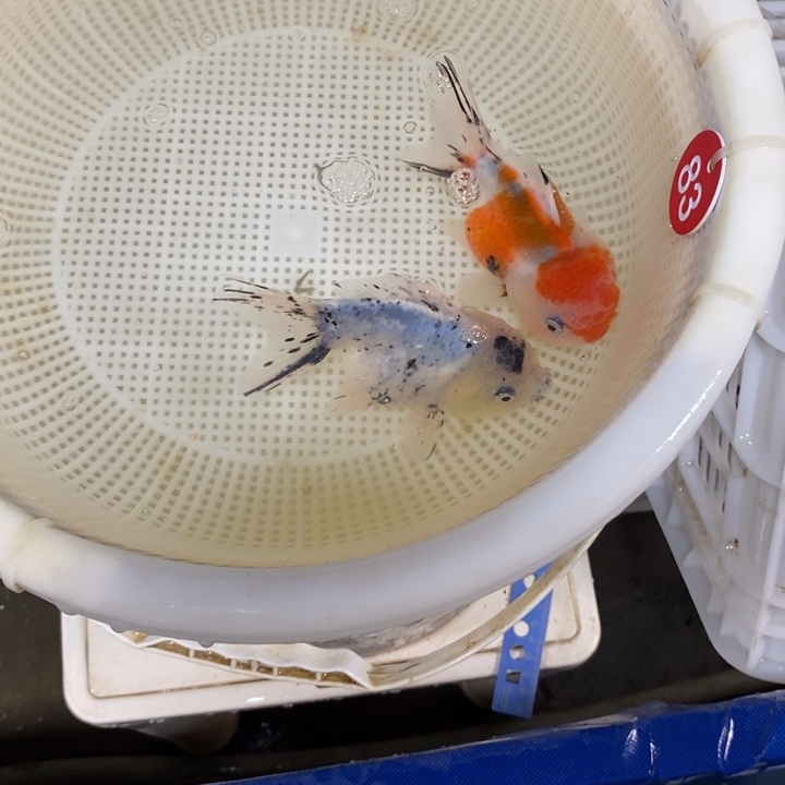 狮头鱼金鱼0013号