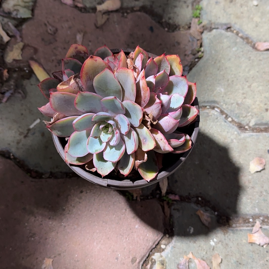 赫拉多肉植物精品