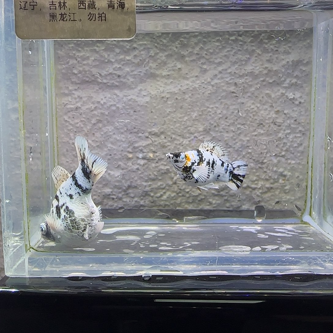 孔雀鱼水墨圆尾。56号