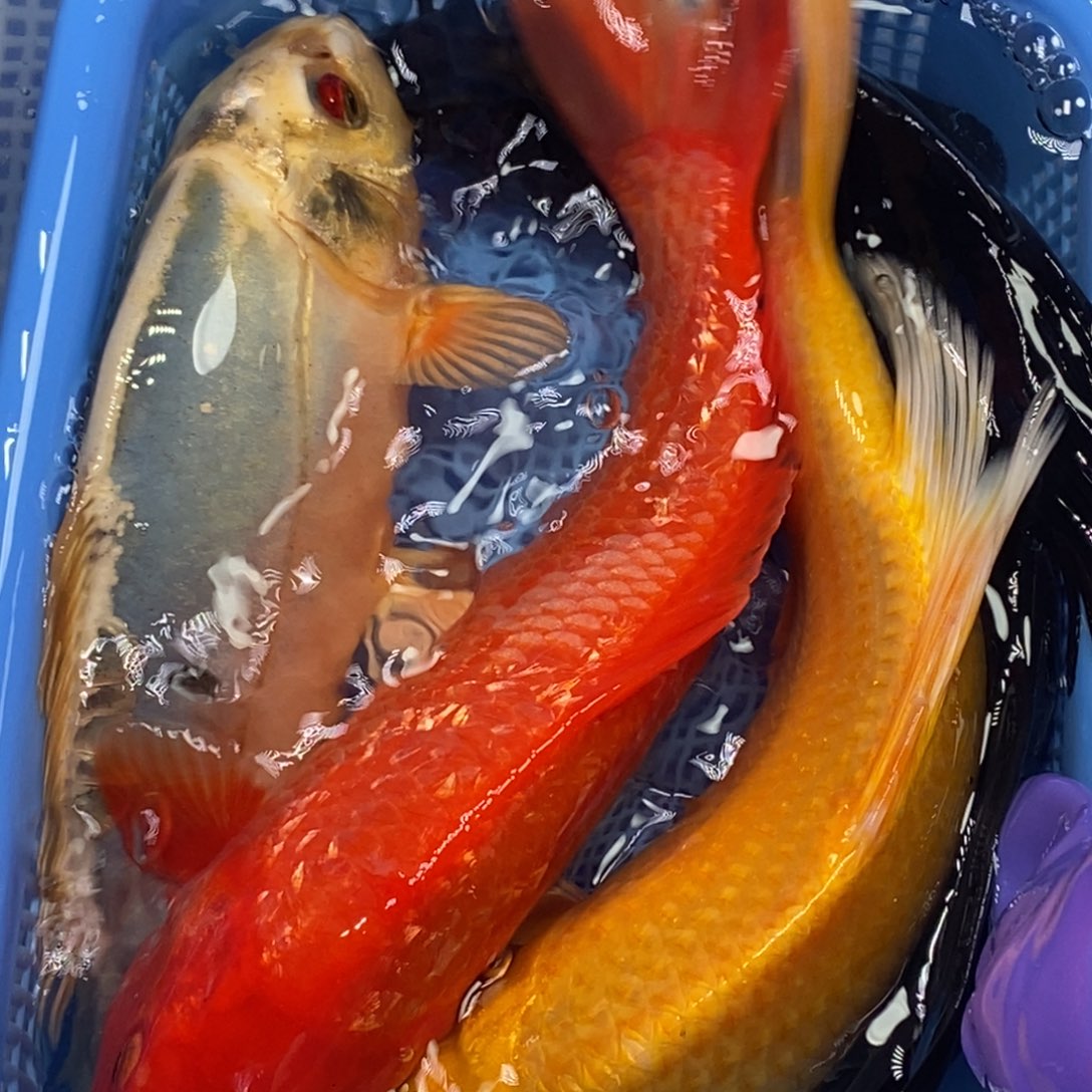 锦鲤冷水锦鲤包邮