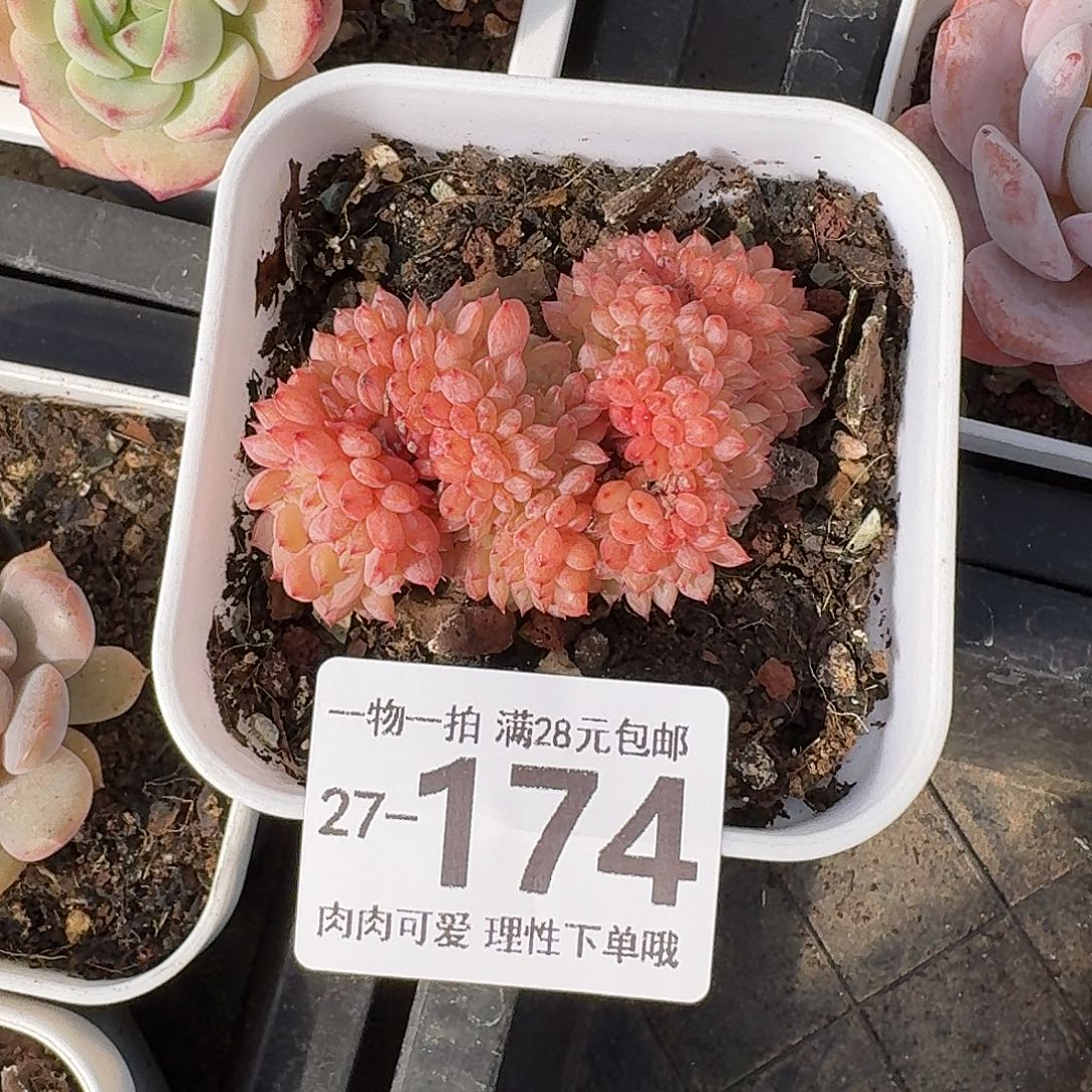 白胖子缀化无盆土发货无