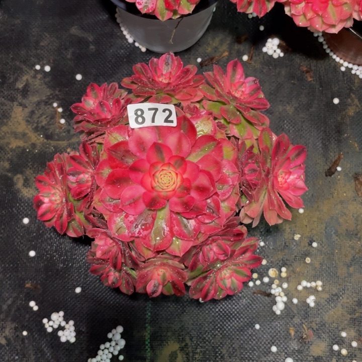 872老庄多肉法师倾城