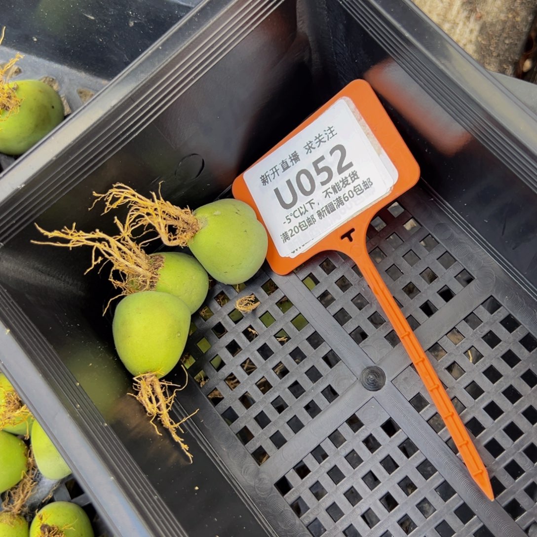 ****头052 一物一拍，默认有伤，介意勿拍，不退不换