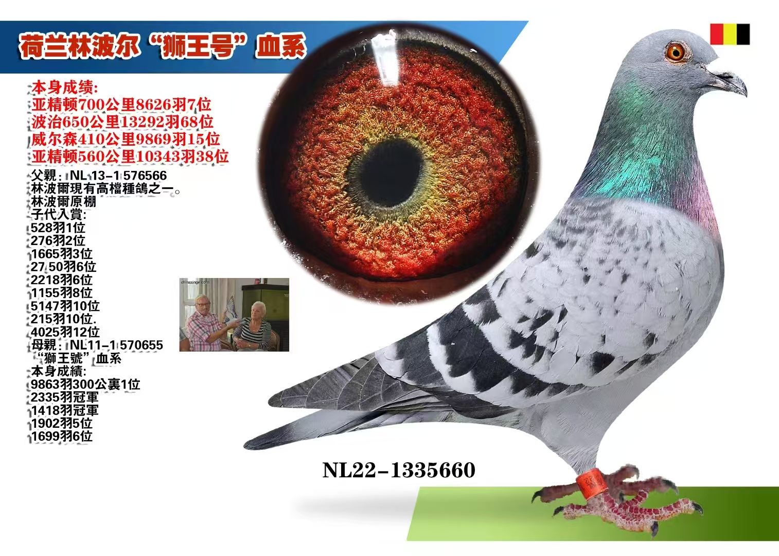 优质信鸽育种赛鸽成年种鸽