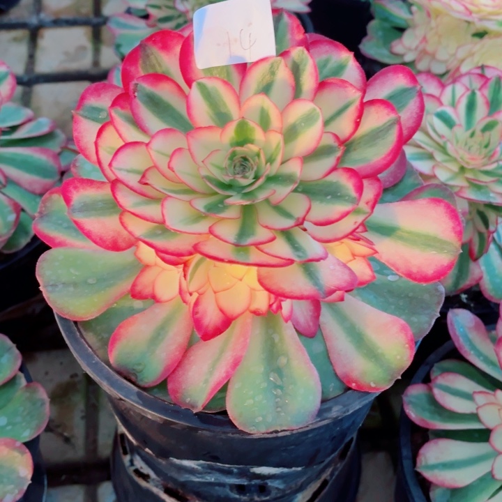 云南荔枝好看14号