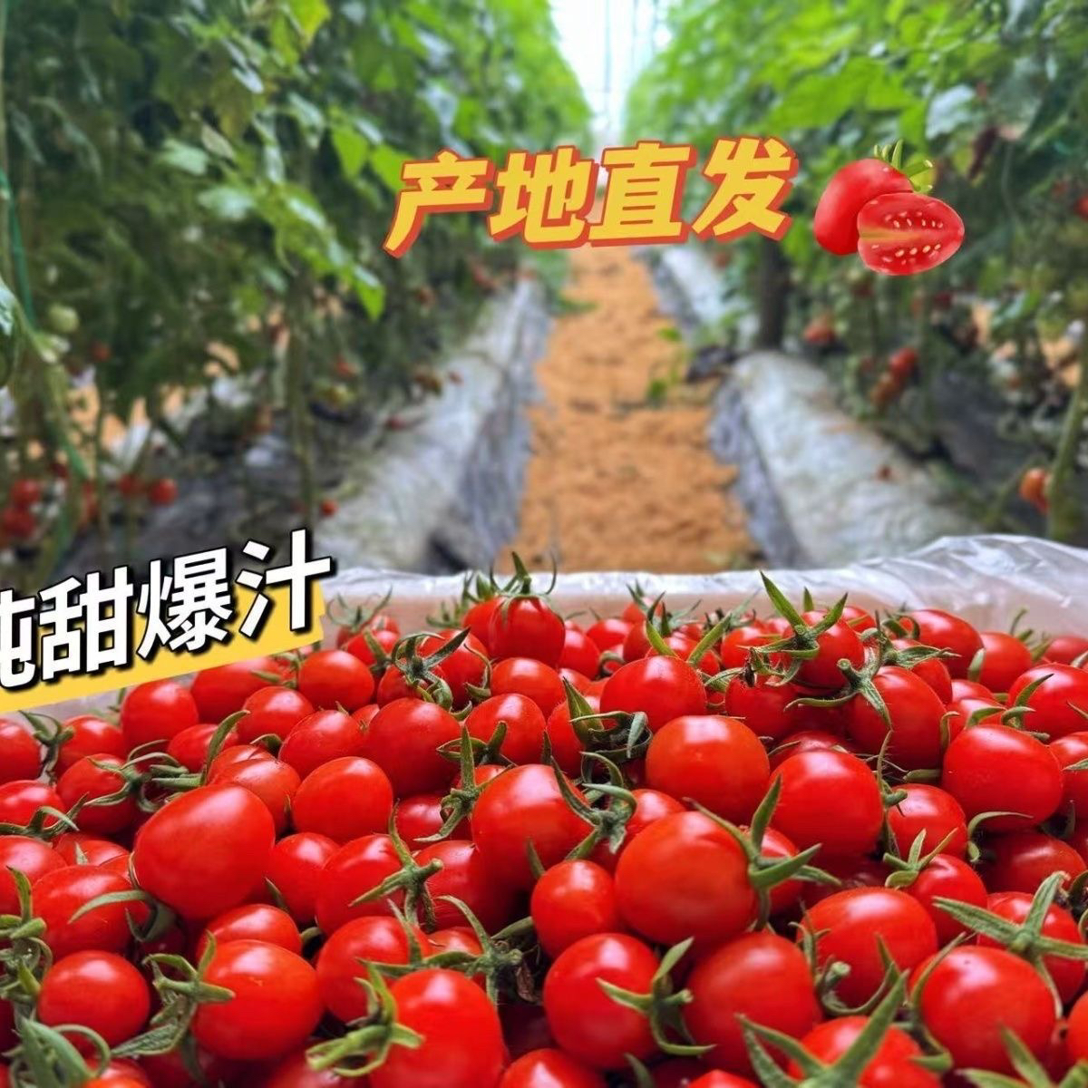 （海拔1000米 阳高直发好柿）玲珑88 自然成熟现采现摘