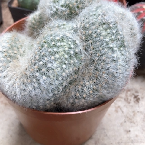 芳香丸缀仙人球15米仙人球