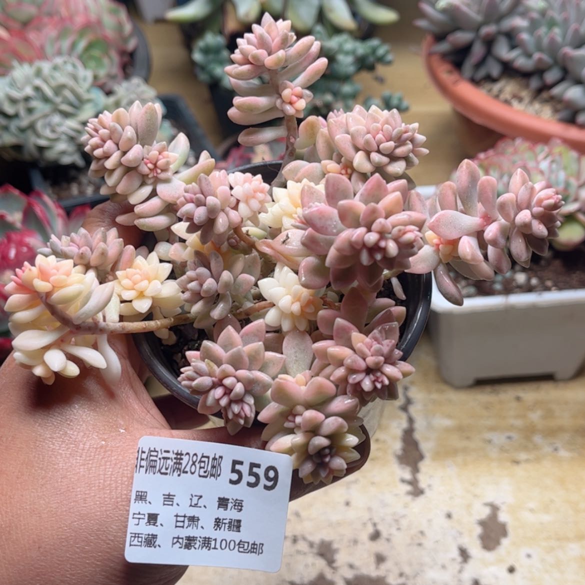 【闪购商品】559姬秋丽锦