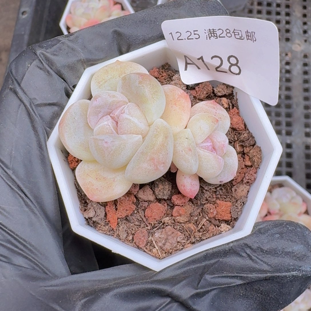 杆子冰玉双头一颗带盆带土